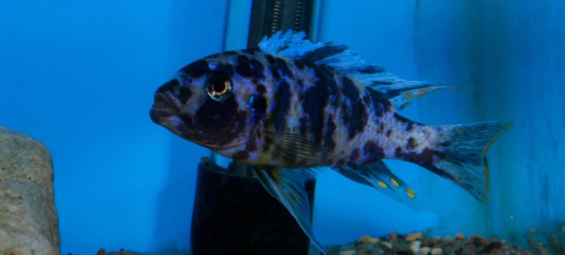 Maylandia fainzilberi 'Nsele'